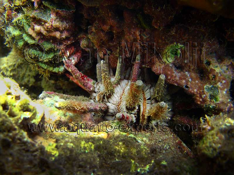 Slate Pencil Urchin